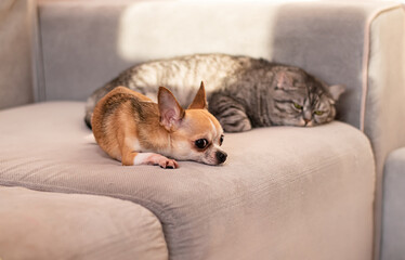 The relationship of a small dog with a big cat. Disagreements and quarrels between two rivals.