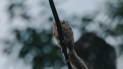 Squirrel walking on a electric wire, gloomy conditions.