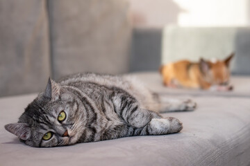 The relationship of a small dog with a big cat. Disagreements and quarrels between two rivals.