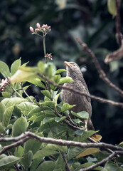 Sri Lankan yellow billed babbler bird perched on a branch close up.
