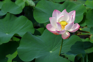 beautiful pink lotus flower blooming in the pond
