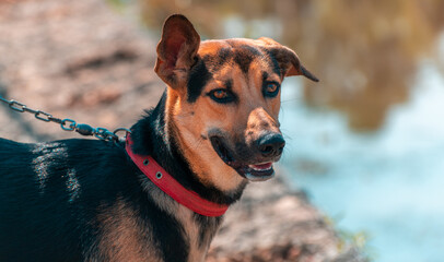 Young German Shepard dog takes a walk with its master along the lake road. Always one ear up for...