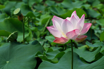 beautiful pink lotus blooming in the pond