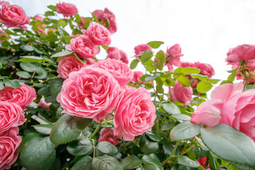 バラの花　屋外撮影