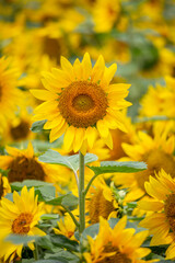 Obraz premium ひまわりの花 夏のイメージ