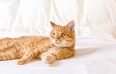 Fototapeta na wymiar A ginger house cat is resting in an apartment on a white blanket. Close-up portrait.
