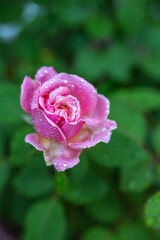 バラの花　屋外撮影