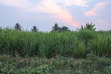 A Twilight picture of two month old Sugarcane crops which are cultivated during the month of January to March is captured in the evening hours near Mysuru.