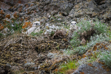 Gyrfalcon chicks (Falco rusticolus). Young white gyrfalcon in a nest on a rocky cliff. Wild birds in their natural habitat in the Arctic. Rare birds of prey. Wildlife of Chukotka. Far East of Russia.