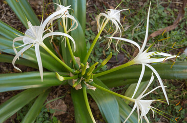 Obraz premium A Beautiful picture of a Spider lily plant and its Milky white flowers and in full bloom during the winter season. 