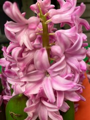 Purple Hyacinth flower in full bloom