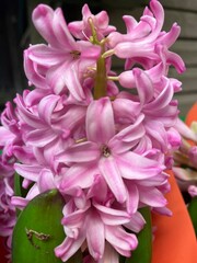 Purple Hyacinth flower in full bloom