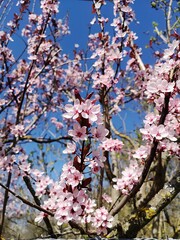 Kirschblüte 