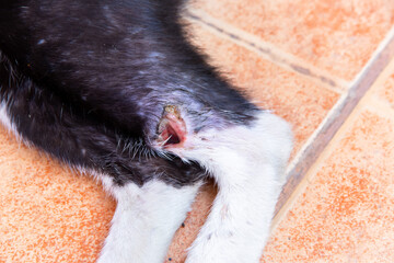 Wound on stray cat after to fight,Homeless cat on the floor