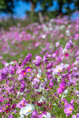 コスモスの花　秋のイメージ