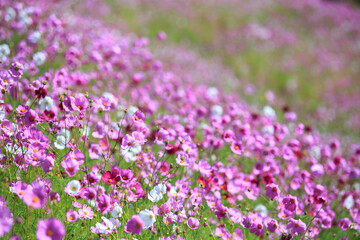 Obraz premium コスモスの花 秋のイメージ