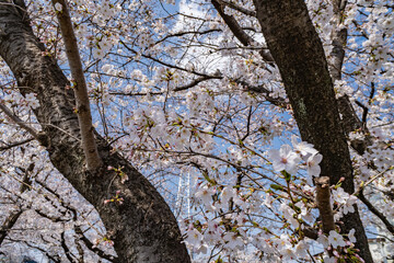 Pink cherry blossom in spring