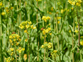 菜の花に取り付いているミツバチ