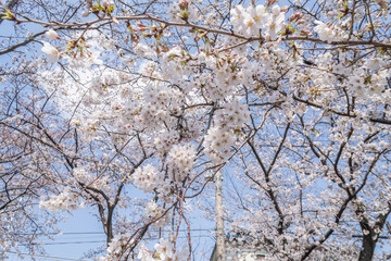 Pink cherry blossom in spring