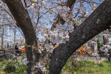 Pink cherry blossom in spring