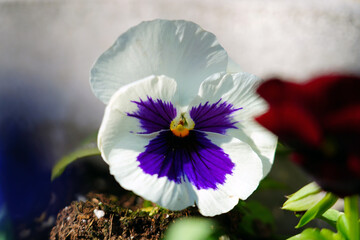 White and purple pansy violet flowers