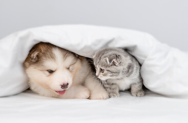 Alaskan malamute puppy and gray kitten lying together under warm blanket on a bed at home