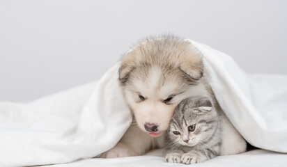 Friendly Alaskan malamute puppy hugs gray kitten sit together under warm blanket on a bed at home. Empty space for text