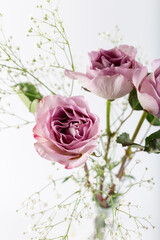 Lilac roses in front of a white background. Lilac roses isolated in white background.