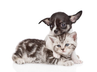 Tiny chihuahua puppy embraces a tabby kitten. isolated on white background