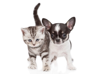 Tiny chihuahua puppy and tabby kitten sit together and look at camera. isolated on white background