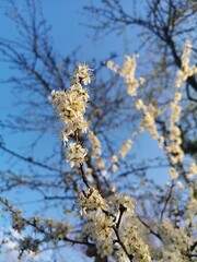 Apfelblüte
