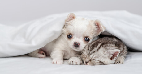 Chihuahua puppy lying with sleepy kitten under white warm blanket on a bed at home