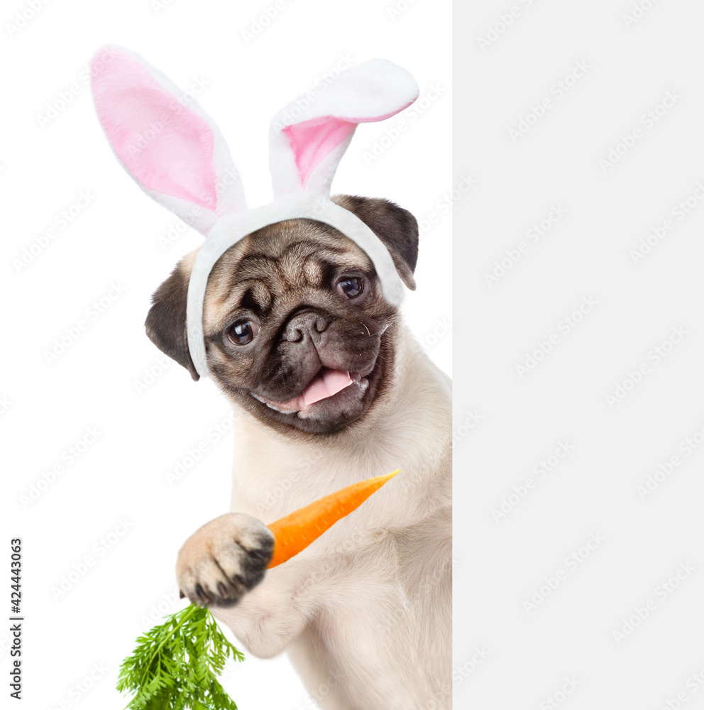 Poster pug puppy wearing easter rabbits ears looks from behind empty white banner and eats carrot. isolated