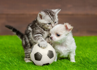 Playful kitten and tiny Chihuahua puppy sits with a soccer ball on green summer grass