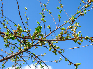 flowering branch against the sky