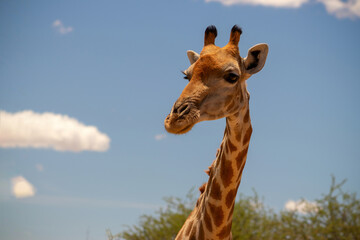 Naklejka premium Wild african life. A large common South African giraffe on the summer blue sky.