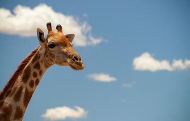 Wild african life. A large common South African giraffe on the summer blue sky.