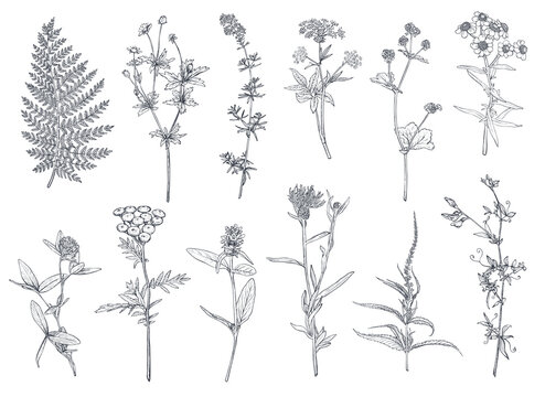 Vector collection of hand drawn flowers and herbs