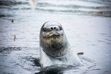 sea leopard watching