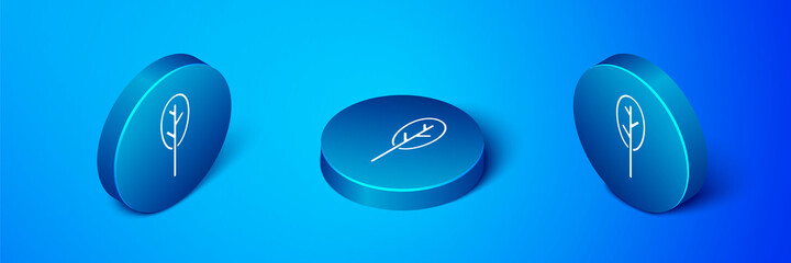 Isometric Spinach icon isolated on blue background. Blue circle button. Vector