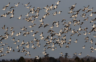 Flock of migrating snow geese heading north in spring in Canada