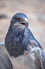 Portrait of a black-chested buzzard-eagle (Geranoaetus melanoleucus). Close up photo of the native bird of prey from Andes in Colca Canyon, Peru. South-America