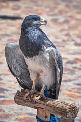 Portrait of a black-chested buzzard-eagle (Geranoaetus melanoleucus). Native bird of prey from Andes in Colca Canyon, Peru. South-America