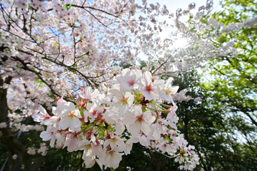 四国香川県の桜あれこれ（桃陵公園と不動の滝カントリーパーク）