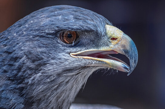 Portrait of a black-chested buzzard-eagle (Geranoaetus melanoleucus). Close up photo of the native bird of prey from Andes in Colca Canyon, Peru. South-America