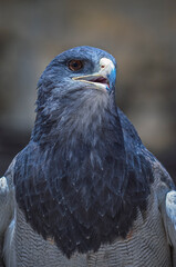 Portrait of a black-chested buzzard-eagle (Geranoaetus melanoleucus). Close up photo of the native bird of prey from Andes in Colca Canyon, Peru. South-America