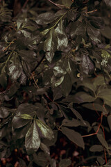 leaves on the ground