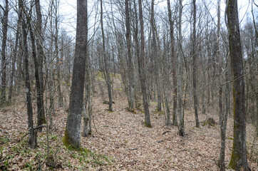 Landscape of forest with no leaves on trees. Woodland in winter.