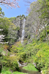 Fototapeta na wymiar 四国香川県の桜あれこれ（桃陵公園と不動の滝カントリーパーク）
