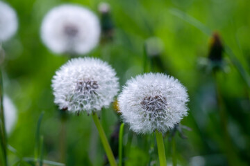  Dandelion flower in green grass.
